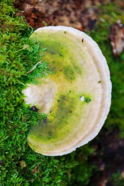 Bu çoklu gözenekli mantar, beyaz ve yeşil renk paletiyle, canlı yeşil yosunlarla kaplı bir ağaç gövdesinde yetişir..
