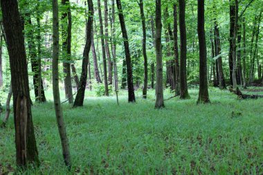 Uzun ağaçların doğal bir duvar oluşturduğu ormanın derinliklerinde geniş bir açıklık yemyeşil otlarla kaplıdır..