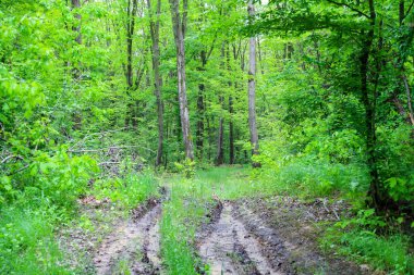 Çamurlu toprak bir yol, sık yeşil bir ormanın içinden geçiyor. Uzun ağaçlar ve gür bitki örtüsü resimsel bir manzara oluşturuyor..