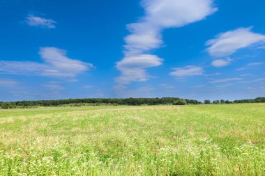 Geniş yeşil çayır, beyaz bulutlu parlak mavi bir gökyüzünün altında geniş bir kırsal alan oluşturur. Ufukta bir orman şeridi görünüyor, bu sakin ve açık doğa manzarasına derinlik katıyor..