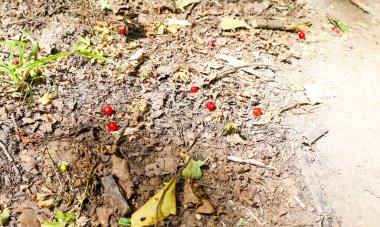 Kuru yapraklar ve topraktan oluşan orman zeminine saçılan parlak kırmızı böğürtlen renkli bir doğal aksan yaratır. Bu detaylı çekim orman bitkilerinin zenginliğini ve vahşi doğadaki renk farklılığını vurgular..