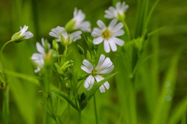 Bu makro fotoğraf, yemyeşil çimlerin arasından süzülen narin beyaz çiçekleri gösteriyor. Yumuşak odak, taç yapraklarının kırılganlığını vurgular ve bir bahar tarlasının güzelliğini mükemmel bir şekilde yansıtarak huzur ve tazelik hissi yaratır..