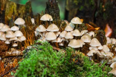 Bu fotoğraf, yemyeşil yosunlarla çevrili eski bir ağaç kütüğünde büyüyen açık renkli mantar kolonisini gösteriyor. Mantarların nemli yüzeyleri ve çevreleri tazelik ve doğal güzelliği mükemmel bir şekilde yansıtıyor. 