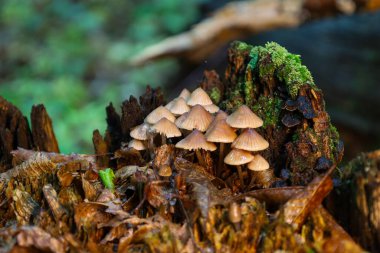Bu fotoğraf, eski bir ağaç kütüğünde büyüyen, yosun ve düşen yapraklarla süslenmiş narin bir mantar kümesini yakalar. Yumuşak ışıklandırma doğal dokuları güçlendirir ve sakin bir ormanlık ortam yaratır..
