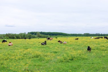 Sarı çiçeklerle benekli yeşil çayır, parlak bulutlu bir gökyüzü altında sayısız ineğin otlağı olarak hizmet eder. Ufukta, doğal ahenkle dolu huzurlu bir kırsal alanı tamamlayan bir orman hattı görünüyor..