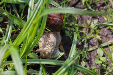 Kahverengi kabuklu büyük bir salyangoz yeşil çimenlerin arasında yavaşça hareket eder. Yakın çekim kabuk ve vücudun dokusunu vurgular, bir bahçe veya ormandaki doğal yaşamı yansıtır..