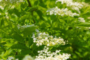 Beyaz mürver çiçekleri yeşil dallarda bol bol çiçek açarak narin ve taze bir görünüm oluştururlar. Bu resim yaz çiçeklerinin ve bitki dünyasının doğal güzelliklerini göstermek için idealdir..