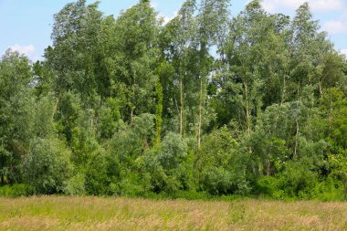 Önünde altın bir tarla ve ufukta yoğun yeşil ağaçlar olan uçsuz bucaksız bir yaz manzarası. Bu resim, doğanın ve açık alanların dingin güzelliğini mükemmel bir şekilde yansıtıyor..