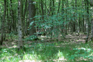 Genç ağaçlar ve yoğun yeşil çimlerle dolu parlak bir yaz ormanı. Güneş ışığı gölgelerin arasından süzülerek gölgeler yaratıyor. Bu görüntü huzur ve derin doğal güzelliği yansıtıyor..