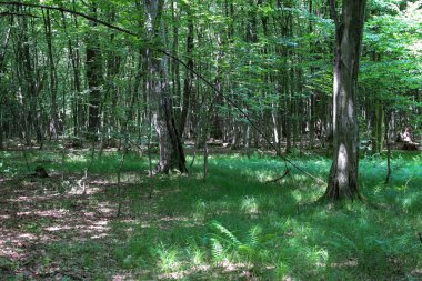 Gölgede kaybolmuş, sık ağaç gövdeleri olan yeşil bir orman ve yaprakların arasından çimenli zemine vuran güneş ışınları. Bu görüntü barışçıl bir atmosfer ve doğanın ihtişamını temsil ediyor..