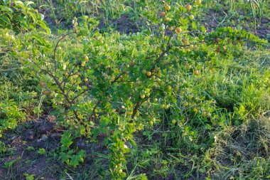 Olgun böğürtlenlerle dolu, yemyeşil çimlerin arasında yemyeşil bir arazide yetişen yemyeşil bir Bektaşi üzümü çalısı. Fotoğraf, yaz hasadı, bahçıvanlık ve doğal ürünler temasını göstermek için ideal..