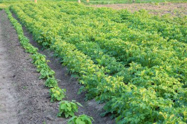 Tohum ekilmiş bir tarlada, güneş ışığı altında ufka doğru uzanan yeşil patates tepeleri. Görüntü tarım, hasat ve tarım arazilerinin doğal güzelliğini aktarıyor..