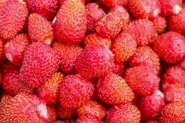 Bir makro çekim yabani çileklerin farklı yüzey dokusunu ortaya çıkarır, her bir dut canlı kırmızı, küçük sarı tohumlarla kaplı. Bu arka plan mevsimlik hasatların tazeliğini ve tazeliğini gösteriyor..