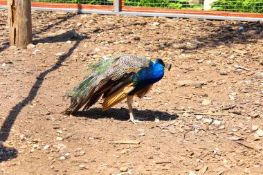 Canlı mavi bir baş ve boyun tüyleri ve yeşil yelpaze şekilli kuyruk tüyleri ile gururlu bir tavus kuşu toprak zemin üzerinde duruyor, titizlikle güneş ışığı altında lüks kıyafetlerini sergiliyor..