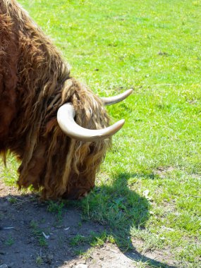 Kabarık, kırmızı-kahverengi bir öküz, büyük boynuzları yeşil çimlerde otluyor, başı eğik. Bu çekim, kırsal yaşam ve doğal hayvan davranışlarının barışçıl bir görüntüsünü aktarıyor..
