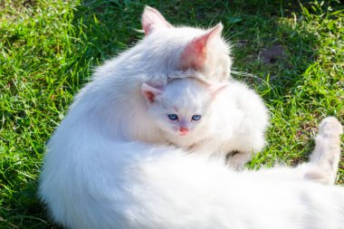 Beyaz bir kedi yemyeşil çimlerde küçük kedisini nazikçe kucaklıyor. Anne sevgisi ve ilgisinin bu dokunaklı sahnesi, sıcaklığı, şefkati ve hayvanlar arasındaki derin bağı ifade eder..