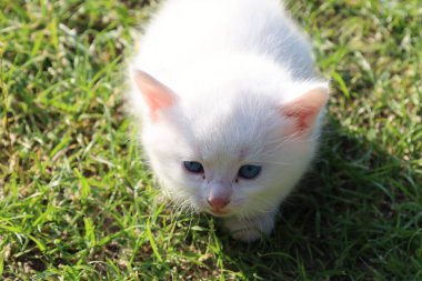 Mavi gözlü nazik beyaz bir kedi yavrusu yemyeşil çimlerde oturur, güneşin altında güneşlenir. Yumuşak kürkü ve meraklı bakışları çocukluğun ve masumiyetin doğal bir arka plana karşı büyüleyici bir görüntüsünü oluşturuyor..