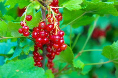 Canlı kırmızı üzümler parlak yeşil yapraklarla çevrili bir daldan sarkıyor. Bu çekim yaz hasadının tazeliğini ve cömertliğini gösteriyor..