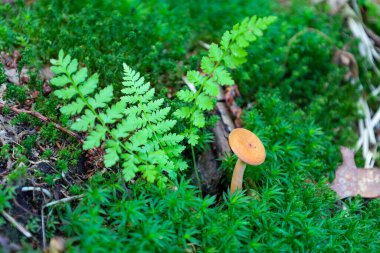 Turuncu başlıklı narin küçük bir mantar yoğun yeşil yosun ve canlı eğreltiotu arasında yetişir. Bu minyatür sahne orman zemininin güzelliğini ve biyolojik çeşitliliğini yansıtıyor..