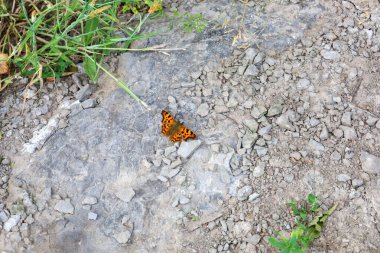 Turuncu ve siyah desenli canlı bir kelebek gri taşların üzerindedir. Etrafa saçılmış küçük çakıl ve yeşil çimenler görülebiliyor doğal ve huzurlu bir manzara yaratıyorlar..