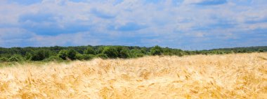 Olgun altın arpalardan oluşan geniş bir tarla ufukta uzanır ve yaz aylarında mavi bir gökyüzünün altında yeşil bir orman şeridi görülebilir. Bu resim, Ukrayna doğasının sakinliğini ve zenginliğini, hasatı ve ülkenin cömertliğini sembolize ediyor..