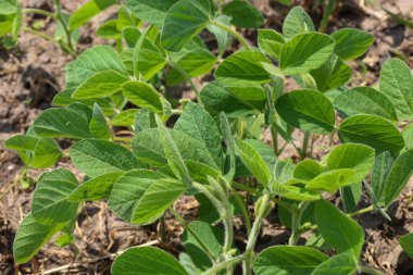 Genç, yeşil soya filizleri bir tarlada yetişir, yaprakları güneş ışığı altında açılır. Bu resim, gıda endüstrisi ve bitki proteinleri için önemli olan değerli tarım ürünlerinin büyümesini gösteriyor..