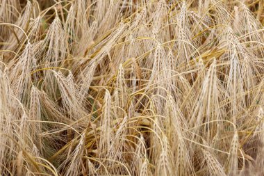 Olgun altın arpa dolu, hasata hazır, yoğun bir tarla doğanın zenginliğini ve tarım çeşitliliğini gösteriyor. Bu çekim hasat, tarım veya doğal ürünler temasını göstermek için idealdir..
