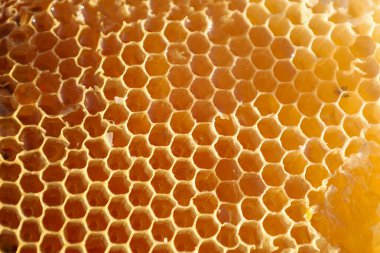 Altın bal ile doldurulmuş bal petekleri mükemmel bir altıgen desen oluşturur. Bu makro çekim arıcılığın doğal mükemmelliğini ve zenginliğini gösteriyor..