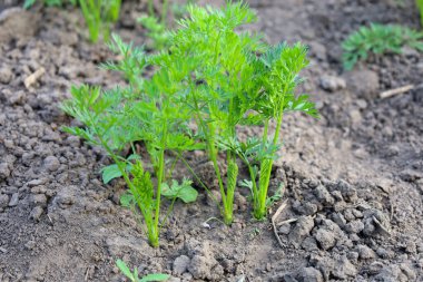 Genç havuç filizlenir, canlı yeşil, toprağı delip geçer, gelecekte taze sebzelerin hasat edileceğini haber verir. Bu resim bahçedeki tazeliği ve organik büyümeyi ön plana çıkarıyor..