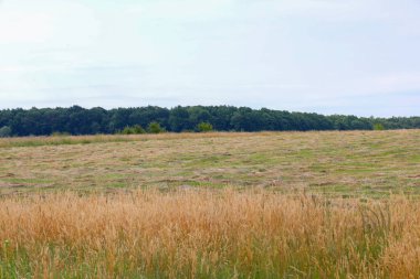 Ön planda kurumuş çim ve orta planda biçilmiş saman olan bir tarla, solgun bir gökyüzünün altında bir orman hattının görülebildiği ufka kadar uzanır..