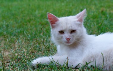 Anlamlı pembe kulakları olan kar beyazı bir kedi taze yeşil çimlerin üzerinde uzanır, ılık yaz güneşinin altında dinlenir. Bu görüntü, hayvan dünyasının tasasız ve barışçıl doğasını anlatır. Ev içi rahatlık ve doğa teması için idealdir..
