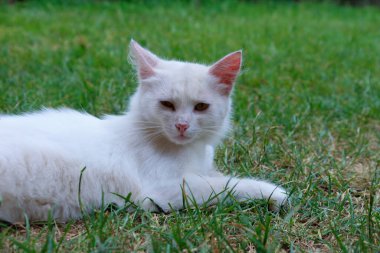 Pembe kulaklı zarif beyaz bir kedi yeşil çimenlerin üzerinde güneşli bir günün tadını çıkarıyor. Zarif görünüşü ve rahat duruşu bir huzur ve rahatlık hissi yaratır..