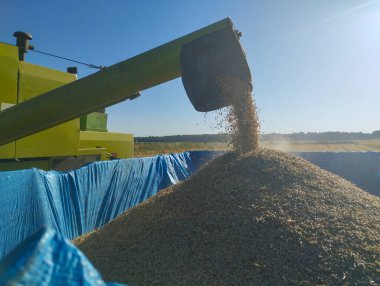 Bir biçerdöver aktif olarak tahılları bir karavana boşaltır ve parlak yaz güneşi altında büyük bir altın yığını oluşturur. Bu an, tarım çalışmalarının doruk noktasını ve bereketli bir hasatı yakalıyor..