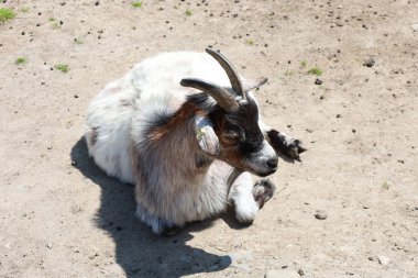 Benekli beyaz ve kahverengi kürklü bir keçi parlak güneşin altında kuru ve tozlu bir zeminde dinlenir. Tepeden çekilen fotoğraf, doğanın huzurunun tadını çıkaran bir hayvanı gösteren huzurlu bir kırsal yaşam taşır.
