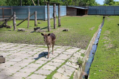  Genç bir geyik, geniş bir hayvanat bahçesinde ya da çiftlik çevresinde fayanslı bir yolda duruyor. Yakınlarda bir su kanalı, yeşil çimenler ve ahşap yapılar var. Bu çekim, yarı vahşi koşullarda, hayvan yaşamının sakin bir atmosferini taşır..