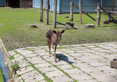Genç bir geyik kaldırımlı bir patika boyunca dikkatli adımlar atar ve çevresini inceler. Zarif figürü yeşil çimenlik ve ahşap çit elementleriyle uyumludur. Doğayla bir sükunet ve birlik ortamı yaratır..