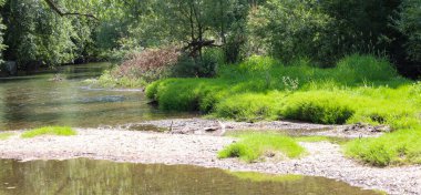 Arkaplanda bir ormana dönüşen sığ nehir kıyısını çevreleyen parlak yeşil çimen demetleri. Temiz su, kumlu zeminin görünmesini sağlıyor ve sakin bir doğal manzara yaratıyor..
