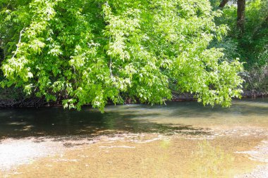 Canlı yaprakları olan dallar sakin nehrin üzerinde asılı, resim gibi bir örtü oluşturuyor. Temiz su, güneş ışınlarının neşe içinde dans ettiği, doğal manzaranın güzelliğini vurguladığı tabanın görünürlüğünü sağlar..