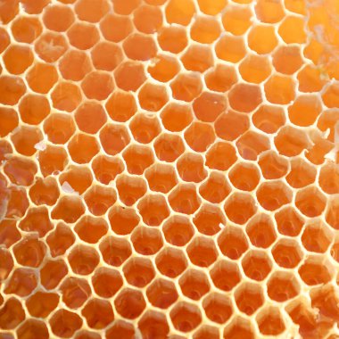 Şeffaf bal ile dolu altın bal petekleri, mükemmel bir altıgen desen oluşturur. Her hücre güneş ışığıyla parlıyor, arı ürününün doğal mükemmelliğini ve zenginliğini vurguluyor..
