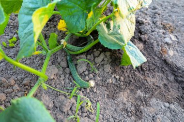 Genç salatalıklar yemyeşil yapraklardan büyüyerek yerde yatarlar. Koyu yeşil, engebeli yüzeyleri ham toprakla çelişiyor. Bazı çiçekler ve saplar da görülebilir olup, aktif büyümeyi gösterir.