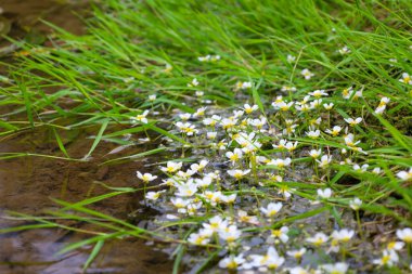 Nehir suyu şeridi, parlak sarı merkezli ve zümrüt çimenlerle harmanlanmış küçük beyaz çiçeklerle süslenir. Bu sahne, doğal ortamda huzurlu bir bahar ya da yaz mevsimi hissi verir..