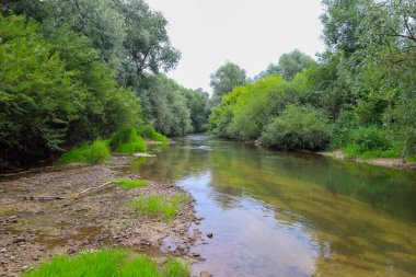 Çırılçıplak ağaç dalları nehir kıyısında asılıdır, yapraklar ve dallarla kaplıdır. Bulanık su, bitki örtüsünün gölgelerini yansıtır. Vahşi, dokunulmamış doğanın görünümünü yaratır..