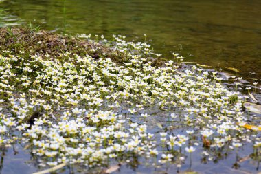 Bu çekim, nehrin küçük beyaz çiçeklerin su yüzeyinde yoğun bir kaplama oluşturduğu bir bölümünü temsil ediyor. Onların yanında, doğal çevrenin çeşitliliğini vurgulayarak, toprak ve çimen ile bankanın bir bölümü görünür..