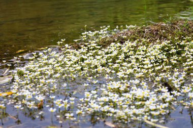 Çekim, bankanın parlak yeşil çimlerle kaplı olduğu sakin bir nehrin beyaz çiçeklerle bezenmiş sığ sularla buluştuğunu gösteriyor. Bu doğal topluluk, sakin ve huzurlu bir his yaratıyor..