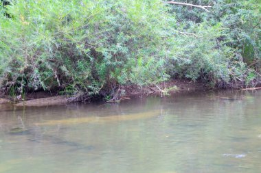 Burada yoğun nehir bitkileriyle dolu bir nehir var. Suyun üzerinde rahat bir gölge oluşturuyor. Nehrin temiz yüzeyi, çevresindeki yeşilliği yansıtıyor. Dünyadan bir sükunet ve izolasyon hissi ekliyor..