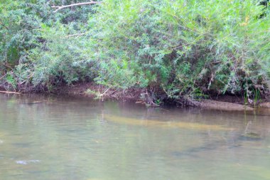 Fotoğraf, suların üzerinde yoğun yeşil çalılar ve ağaçların asılı olduğu sakin bir nehir akıntısını gösteriyor. Suyun rengi, gökyüzünü ve bitki örtüsünü yansıtıyor, dinginlik ve doğal uyum hissi yaratıyor..