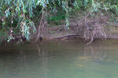 Yakın çekim, nehrin suların üzerinde ağaç dallarının asılı olduğu sessiz bir köşesini gösteriyor. Kökleri ve düşmüş dalları olan doğal kıyılar suya bir yansıma yaratarak derinlik ve sükunet katıyor..
