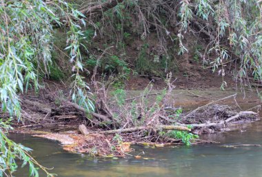 Bu fotoğraf suyun üzerinde sarkan ağaç dalları olan bir nehir yatağını gösteriyor. Irmak bölgesi dökülen yapraklar, dallar ve küçük bitkilerle kaplıdır..