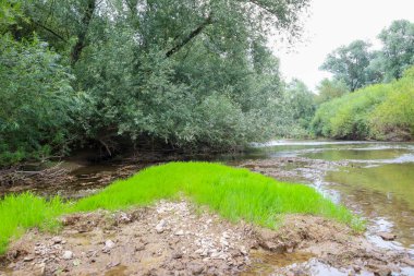 Parlak yeşil çimenler, yemyeşil ağaçlarla çevrili bir nehrin ortasındaki sığ sularda yetişir. Su, çevresindeki bitki örtüsünü yansıtarak, barışçıl bir doğal manzara yaratır..