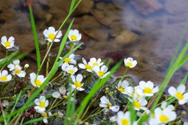 Açık sarı merkezli, narin, beyaz çiçeklerden oluşan bir makro kare. Bu kompozisyon, su ekosistemleri, bitki örtüsü ve biyolojik çeşitliliğe odaklanan projeler için mükemmel bir şekilde uygun saflık ve doğal uyumu somutlaştırır..
